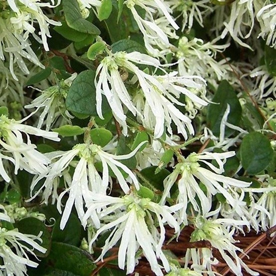 Loropetalum 'carolina moonlight' pot de 7,5l/10l