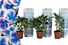 Hydrangea bicolor 'bavaria bleu' - hortensia - set de 3 - ⌀9cm - hauteur 25-40cm