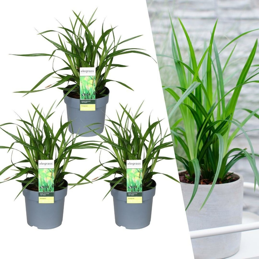 3 x carex morrowii 'irish green'