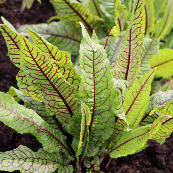 Plant oseille sanguine pot 1l