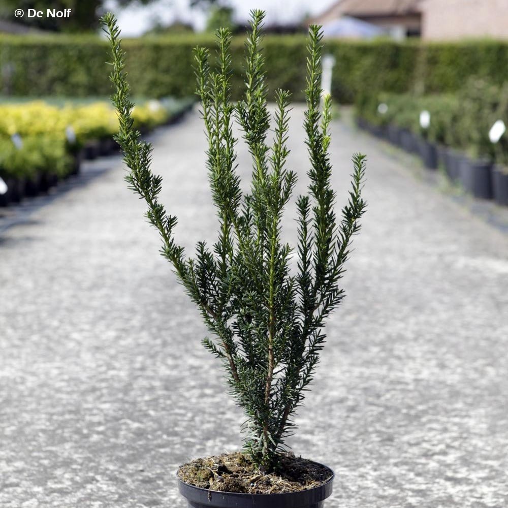 If 'hillii' pot de 2l/3l