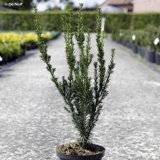 If 'hillii' pot de 2l/3l