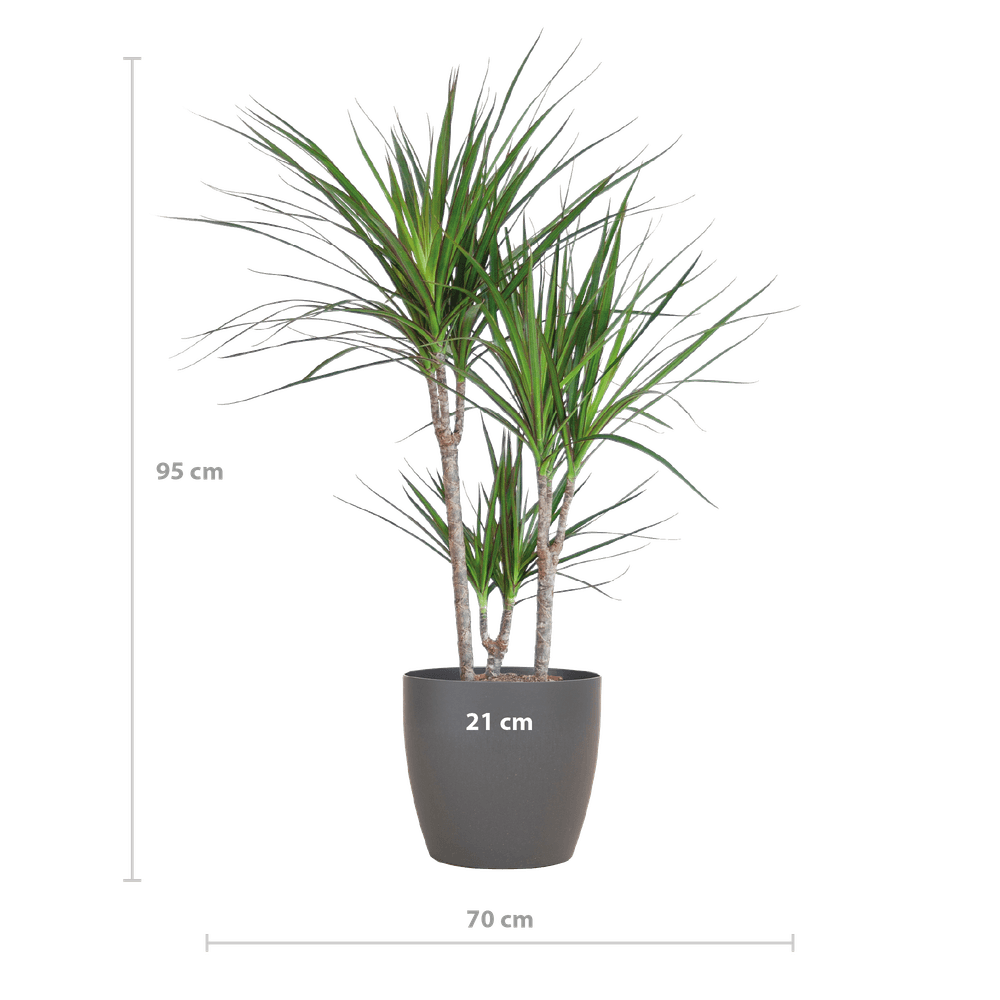 Dracaena marginata