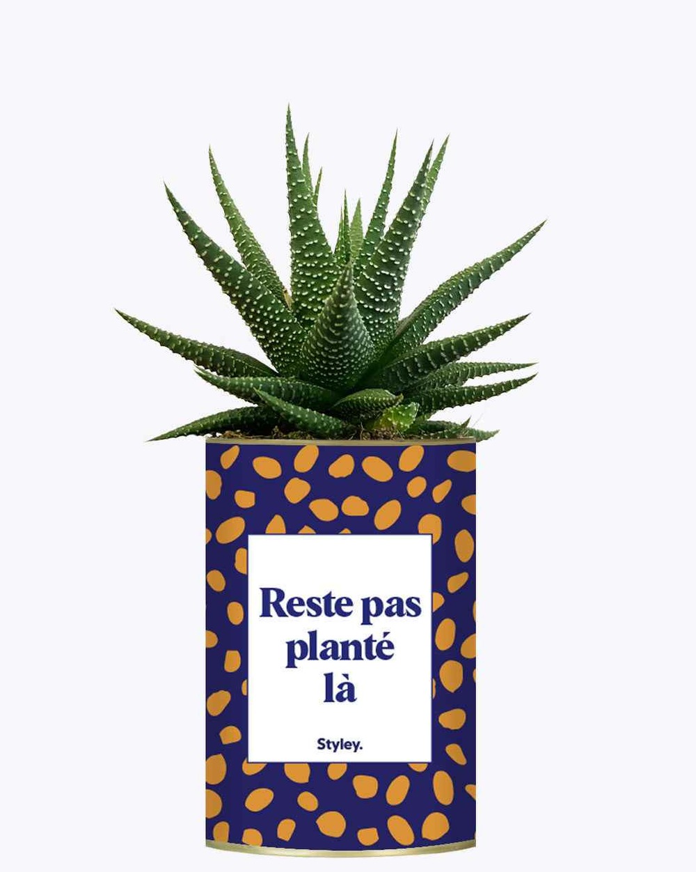 Plante drôle - cactus - reste pas planté là