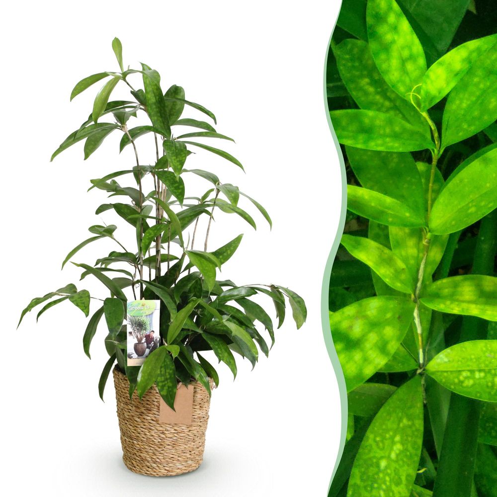 Dracaena surculosa - avec panier - ø17cm - ↕70cm - plante d’intérieur