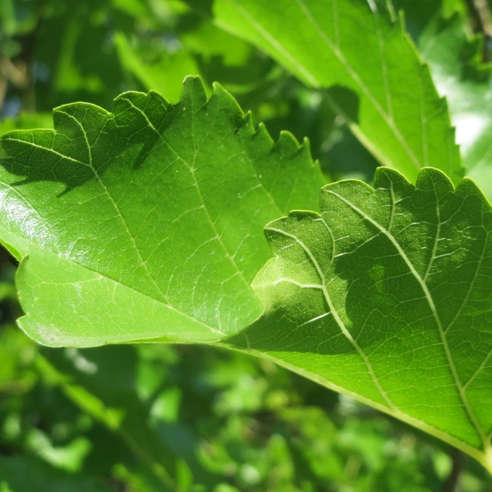 Mûrier platane sterile, morus pot de 15l - baliveau