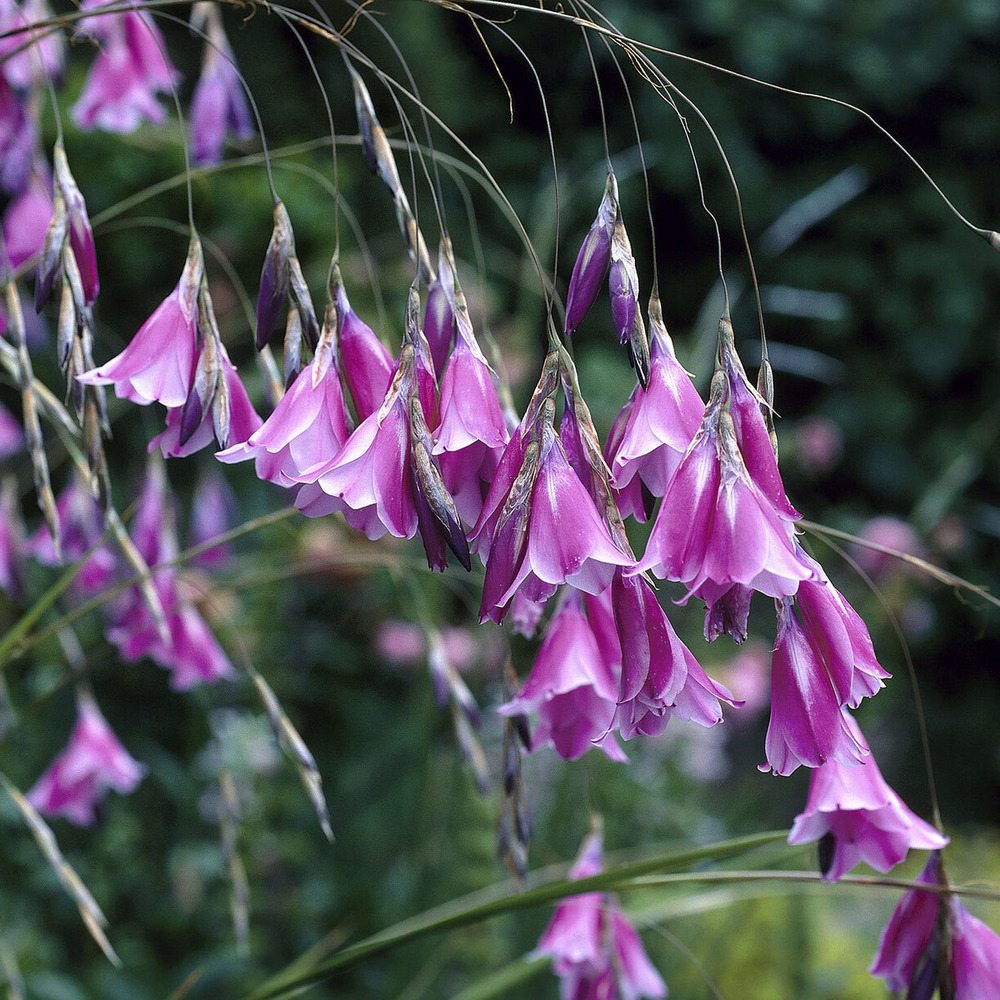 Canne à pêche des anges magnifique - le pot / ø 9cm