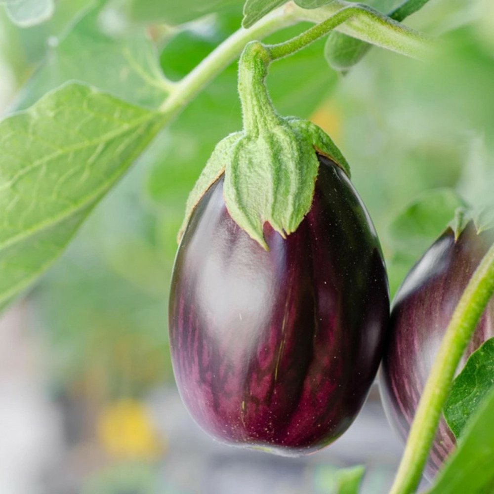 Plant d'aubergine jewel jet f1 pot de 10.5 cm