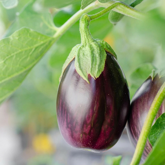 Plant d'aubergine jewel jet f1 pot de 10.5 cm
