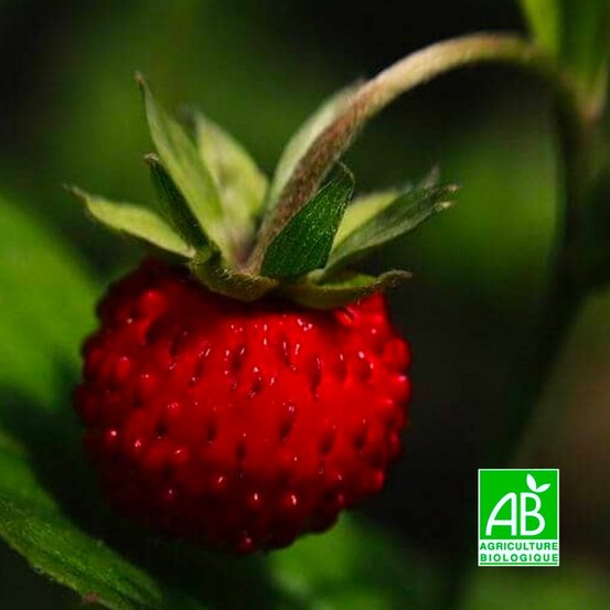 Fragaria capron 'capron royal' bio (fragaria moschata 'capron royal')