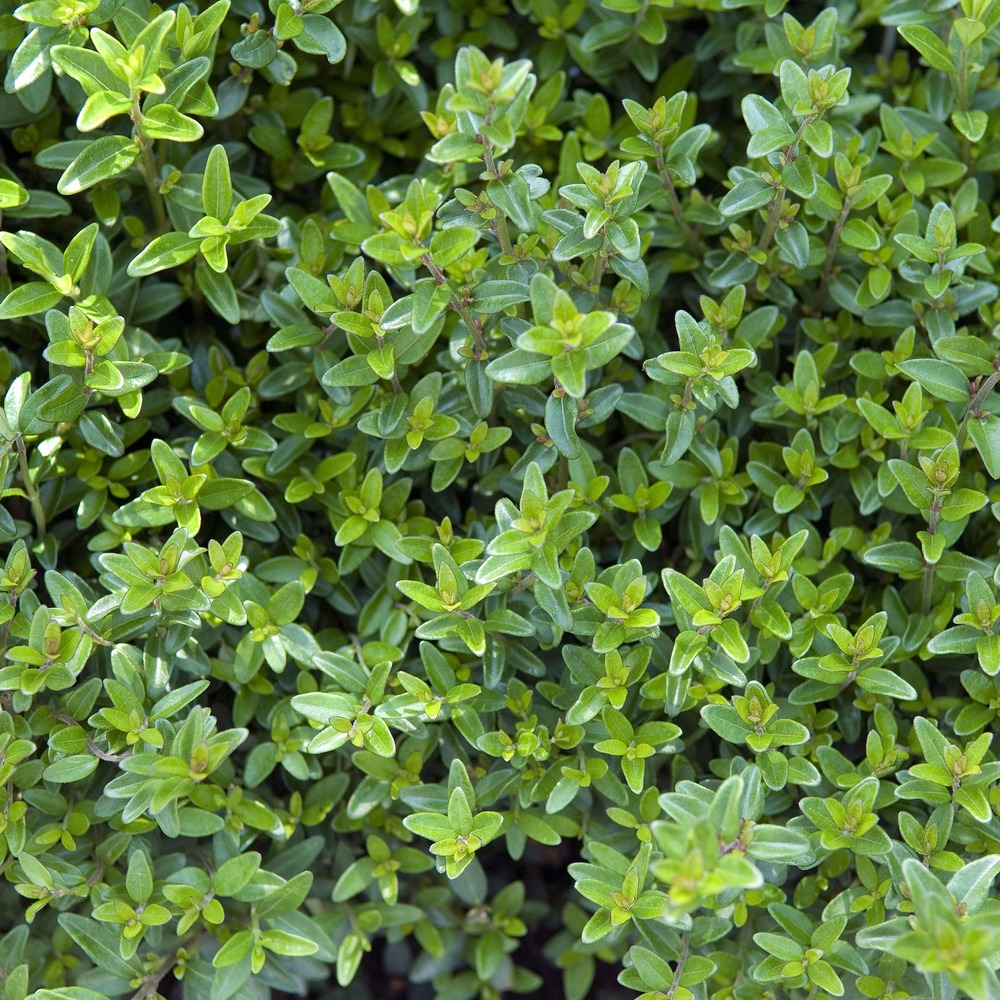 Chèvrefeuille à feuilles de buis 'tidy tips' pot de 2l/3l