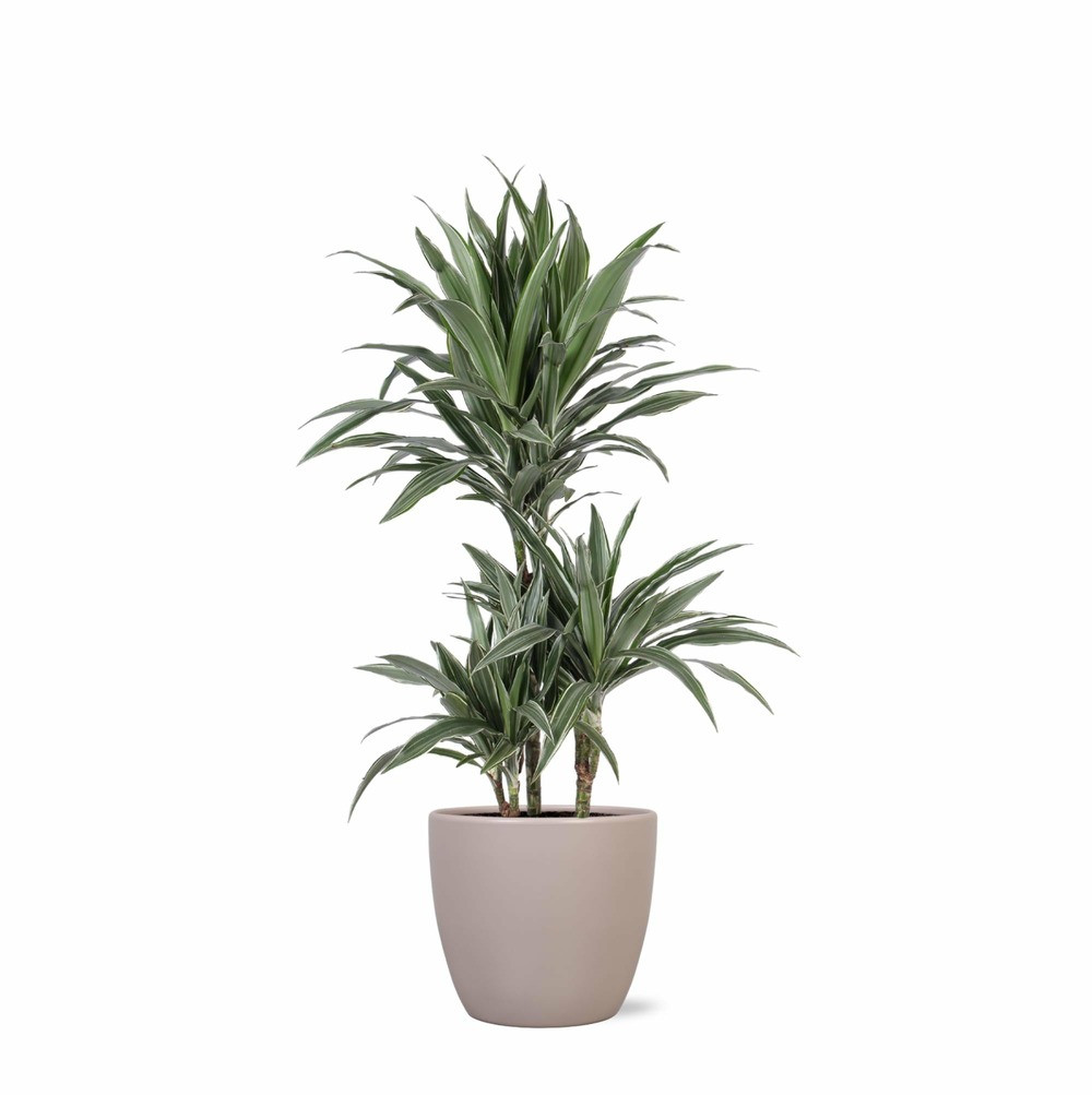 Dracaena warneckii et son pot gris - hauteur 65cm