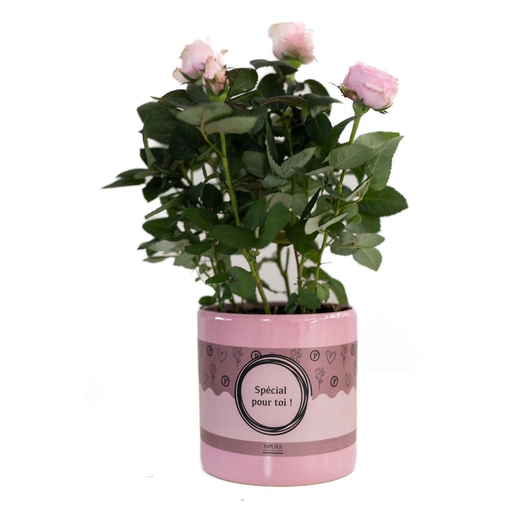 Rosier rose clair - ø12cm - ↕30cm - plante d’extérieur
