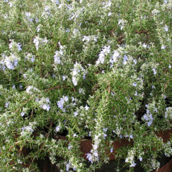 6 x rosmarinus officinalis 'capri' - rosmarinus officinalis 'capri' - godet 9cm x 9cm