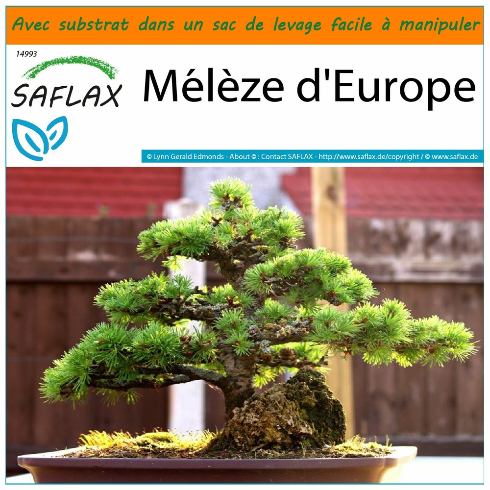 Garden in the bag - mélèze d'europe - 75 graines - larix decidua