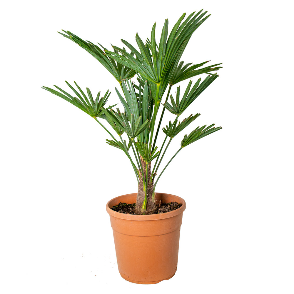 Trachycarpus wagnerianus - palmier éventail - palmier rustique - hauteur 60-80 cm - pot 21 cm