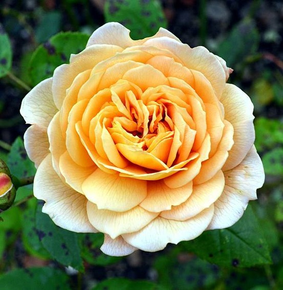 Rosa amber voluptia - pot 3 l