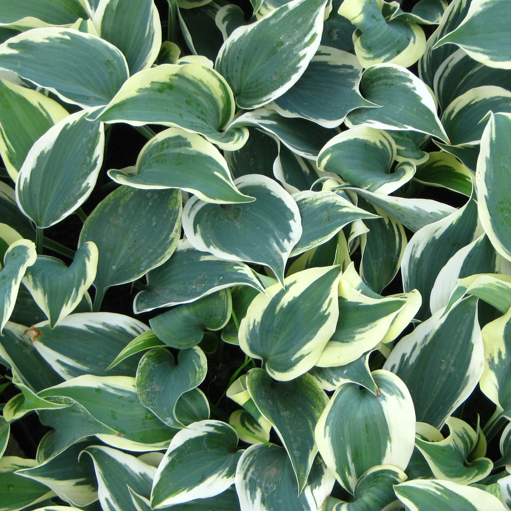 Hosta tardiana 'blue ivory'® pot de 1,5l/2l