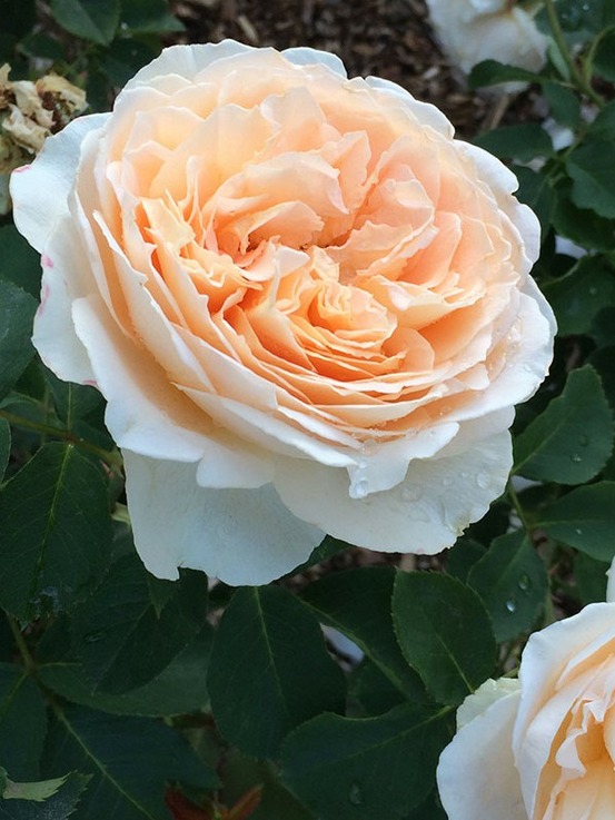 Rosier générosa® 'odile masquelier®' pot de 4l/5l