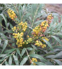 Mahonie 'nara hiri' pot de 2l/3l