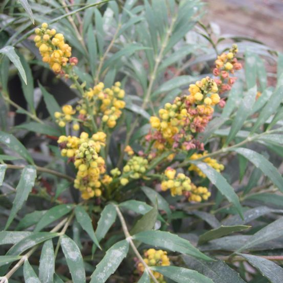 Mahonie 'nara hiri' pot de 2l/3l