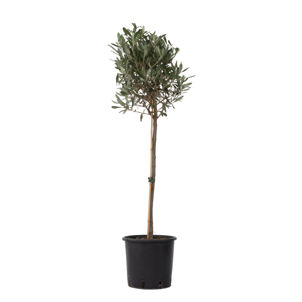 Olivier - olea europaea - hauteur 90-100cm - ⌀21cm