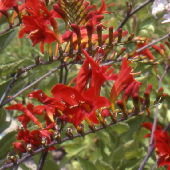 Crocosmia masoniorum godet - 5/20 cm