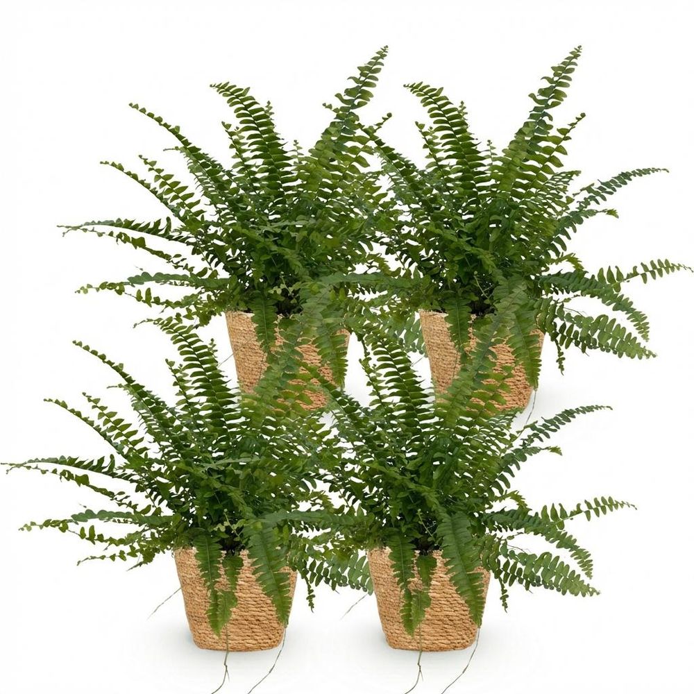Nephrolepsis exaltata green lady - pet-friendly - pot de 12cm - hauteur 25-30cm