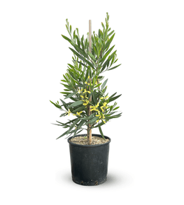 Mimosa chenille - acacia longifolia - plante fleurie - ↕ 80-90 cm - ⌀ 19 cm - plante d'extérieur