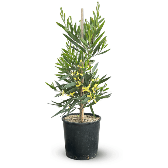 Mimosa chenille - acacia longifolia - plante fleurie - ↕ 80-90 cm - ⌀ 19 cm - plante d'extérieur