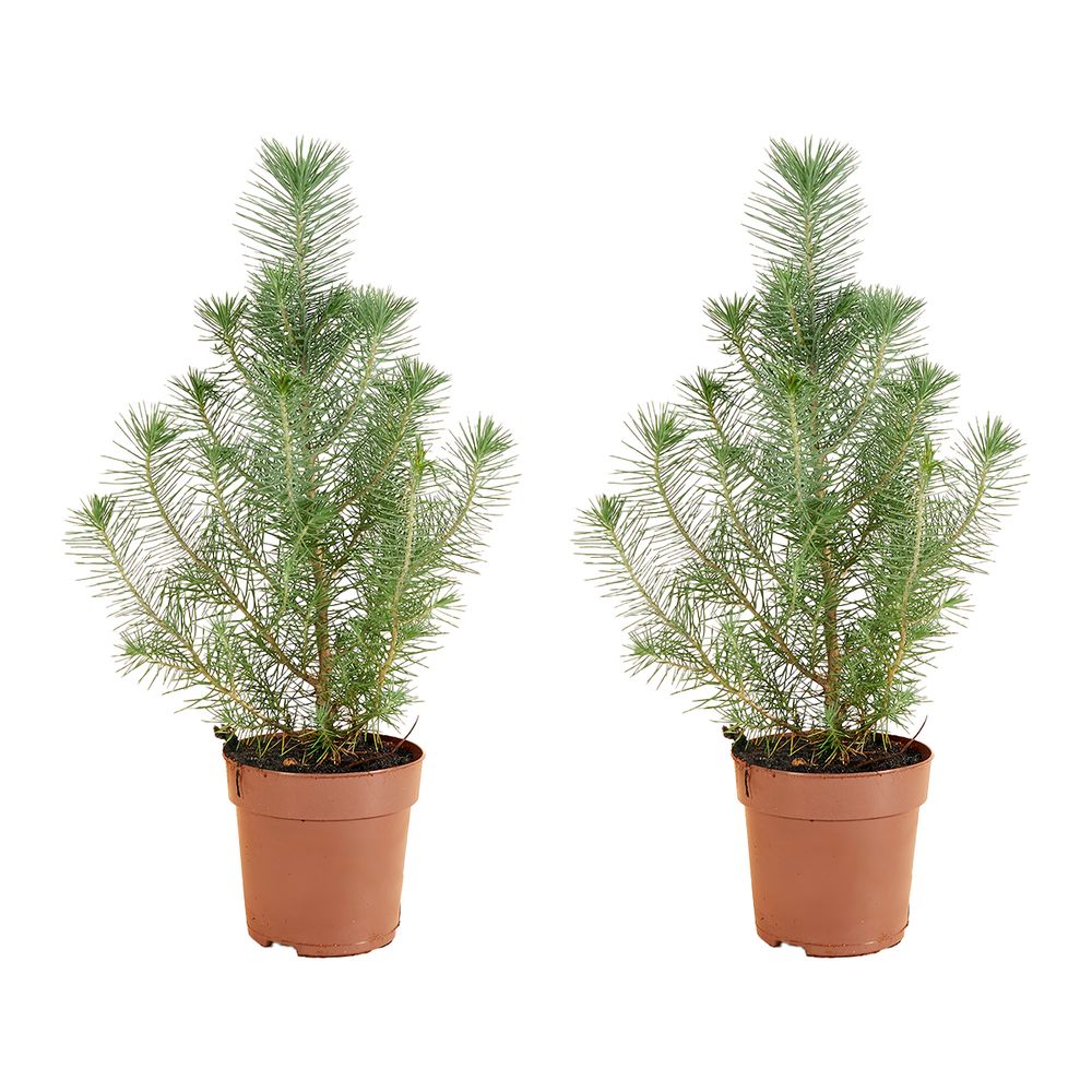 Lot de 2 - pinus pinea silver crest - pin parasol - pin - sapin - pour intérieur et extérieur