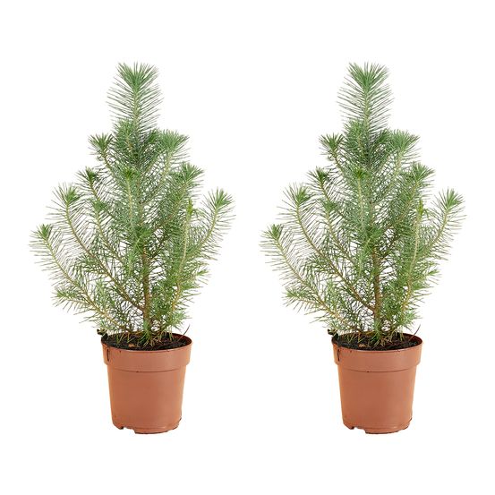 Lot de 2 - pinus pinea silver crest - pin parasol - pin - sapin - pour intérieur et extérieur