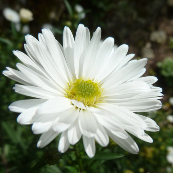 Aster grand d'automne 'white lady' godet de 8/9 cm