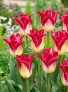 10 tulipes triomphe romano, le sachet de 10 bulbes / circonférence 11-12cm