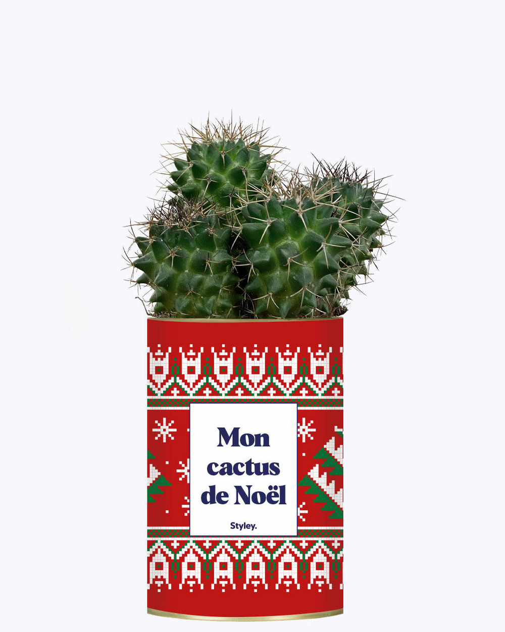 Plante personnalisée - mon cactus de noël - cactus