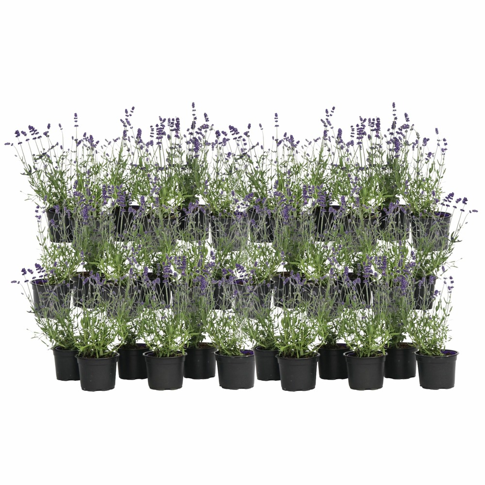 Lavande vraie - set de 36 - lavandula angustifolia - hauteur 10-15cm - ⌀10,5cm