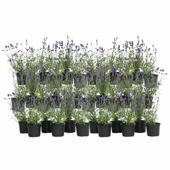 Lavande vraie - set de 36 - lavandula angustifolia - hauteur 10-15cm - ⌀10,5cm