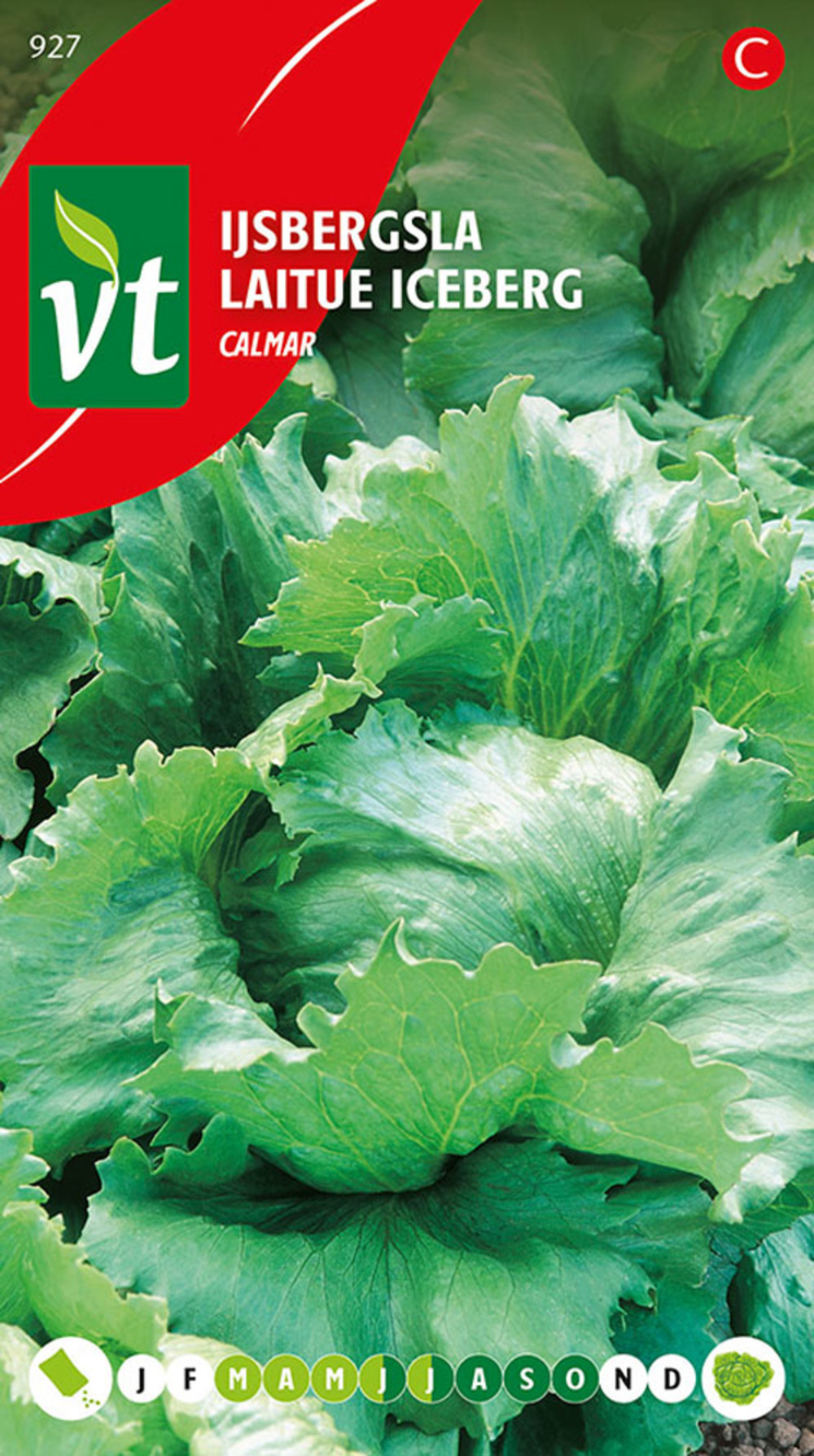 Laitue glaciale calmar - ca. 1 gr (livraison gratuite)