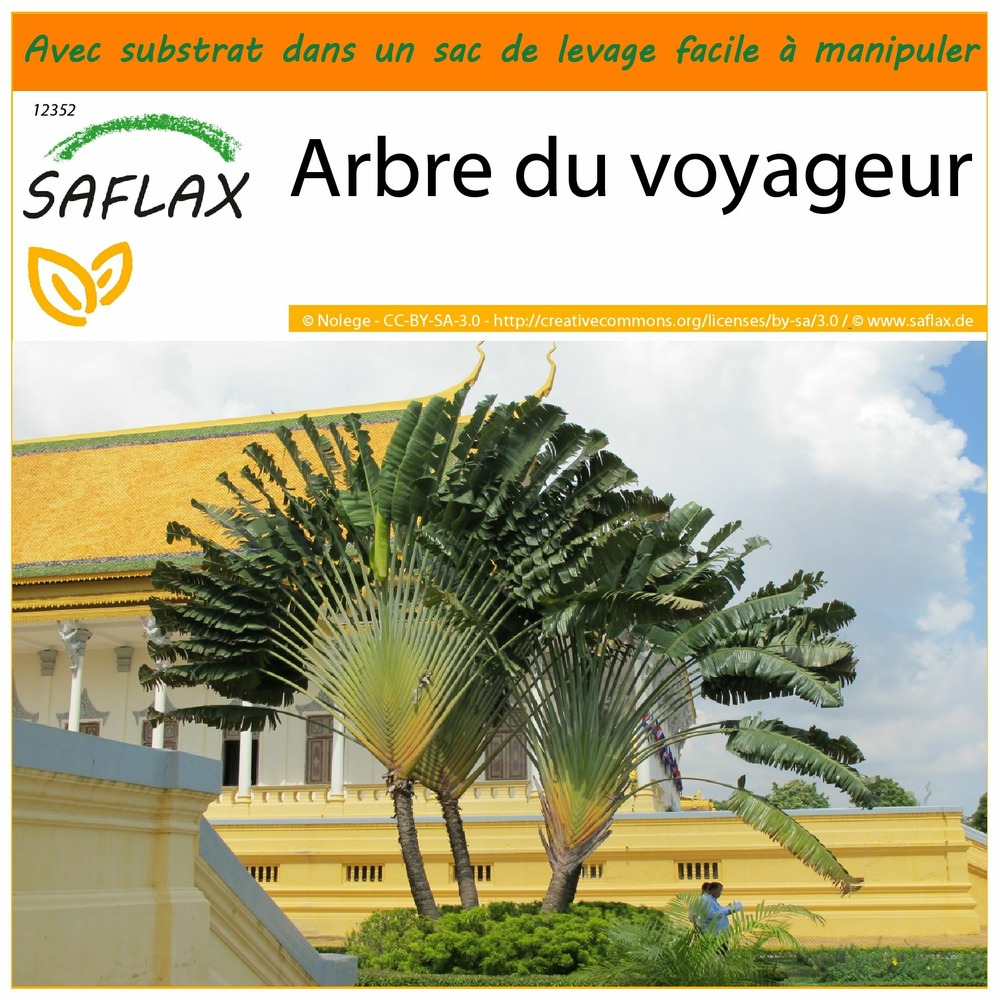 Garden in the bag - arbre du voyageur - 8 graines - ravenala madagascariensis
