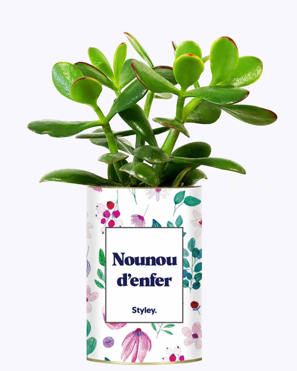 Plante facile à entretenir - nounou d'enfer - cactus