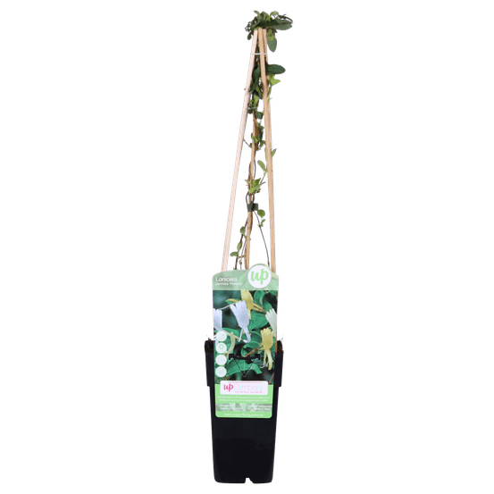 Lonicera japonica 'halliana' - h65 cm - ø15 cm