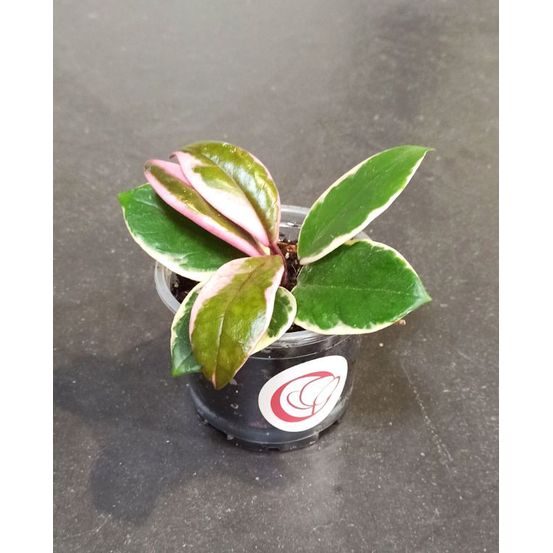 Hoya carnosa tricolor flamingo dream d. 6cm h. 10cm - plante d'intérieur