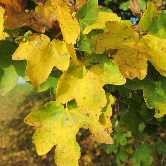 Érable champêtre, acer campestre pot de 7,5l - 80/100 cm