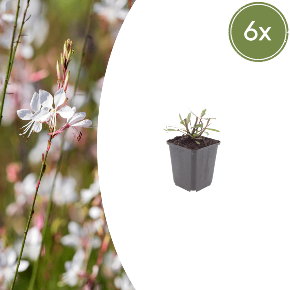 Gaura (gaura lindheimeri) 'whirling butterflies' - 12