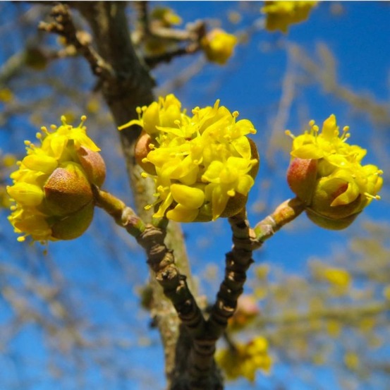 CORNOUILLER MALE GF H20A40-(766508)