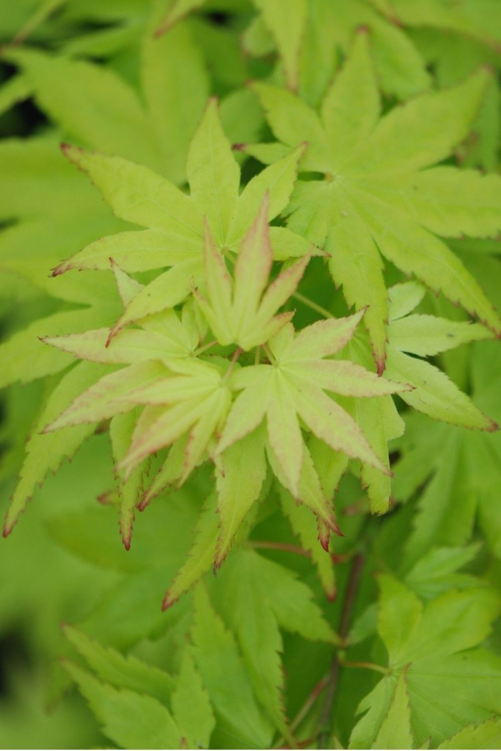 Erable du japon 'summer gold' - en pot de 2 litres