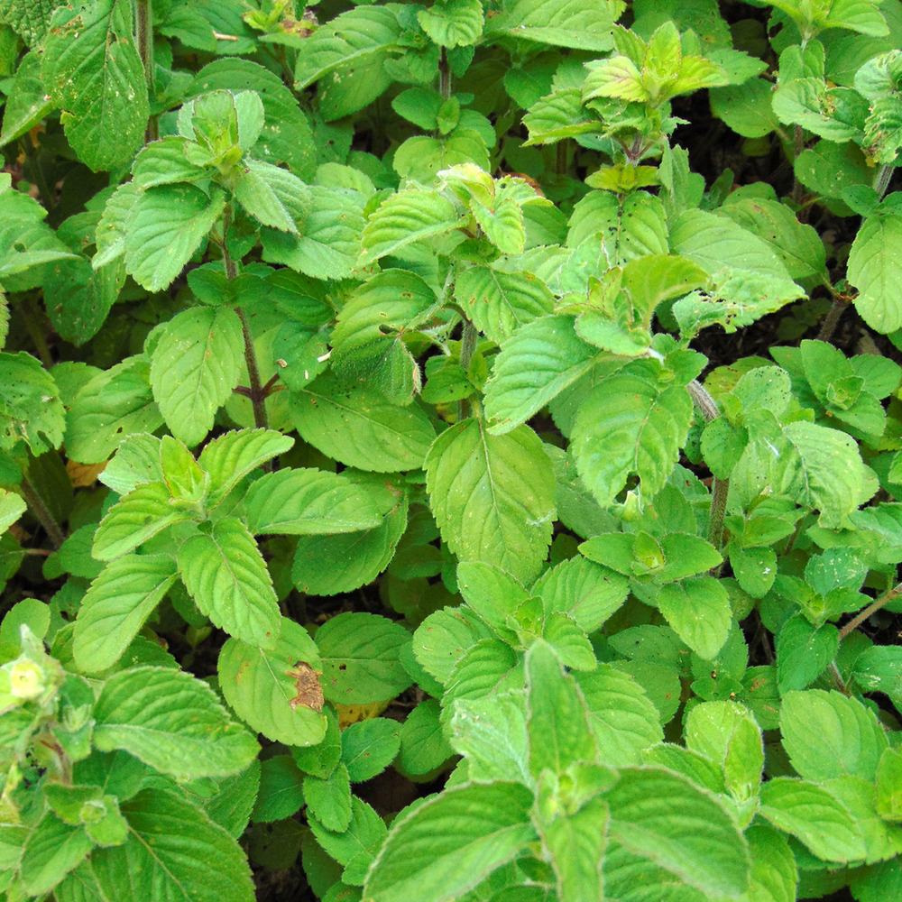 Menthe aquatique godet de 8/9 cm