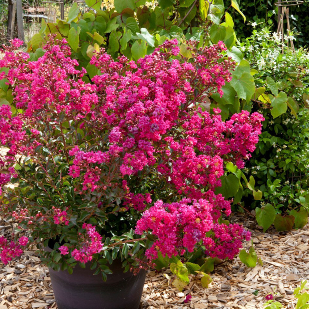 Lilas des indes 'cherry bouquet rouge' godet de 8/9 cm