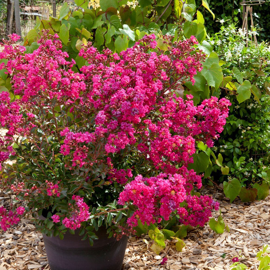 Lilas des indes 'cherry bouquet rouge' godet de 8/9 cm
