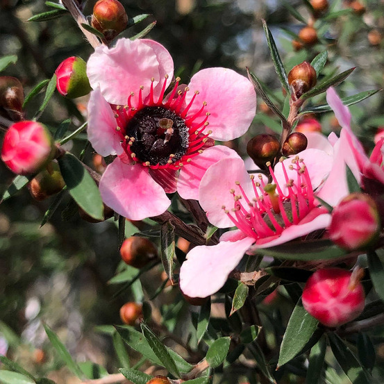 Manuka, arbre à thé, myrthe des mers du sud 'martini' pot de 2l/3l